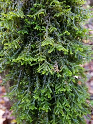 Wall Scalewort