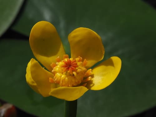 Least Water-lily