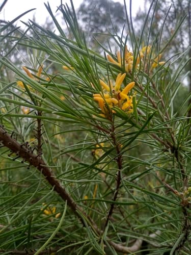 Narrow-leaf Geebung
