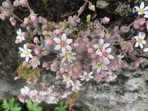 thick-leaved stonecrop