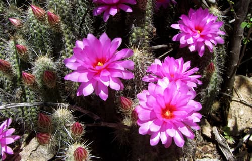 Brandegee's Hedgehog Cactus