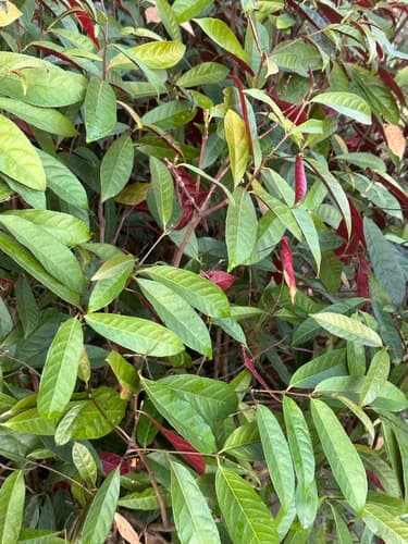 Chinese Croton