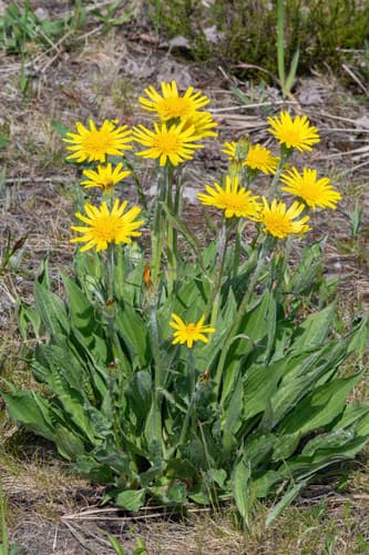 Viper's-grass