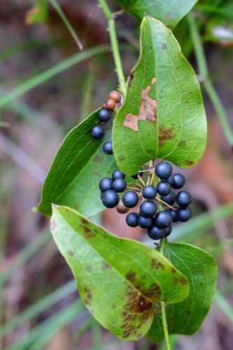 Austral Sarsaparilla