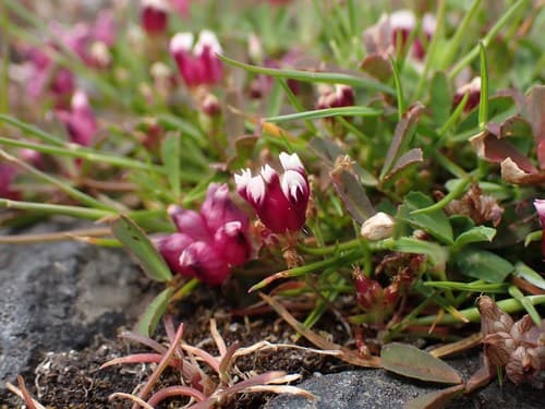 Cowbag Clover