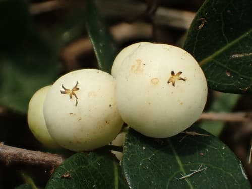 Snowberry Bonsai
