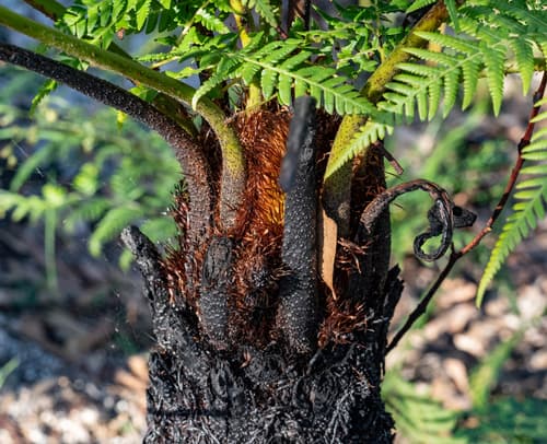 rough tree-fern