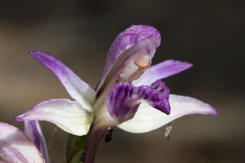 Violet Bird's-nest