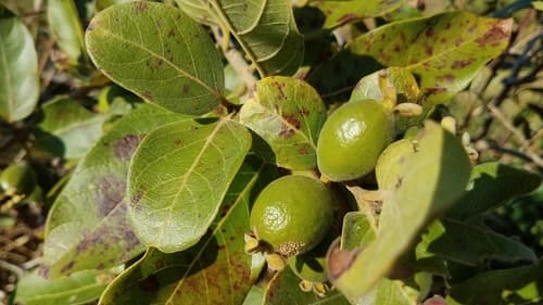 Brazilian Guava Bonsai