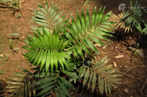 Parlour Palm