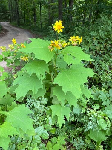 Bear's Foot