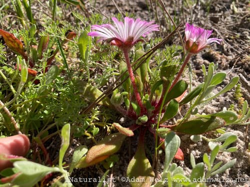 Livingstone Daisy