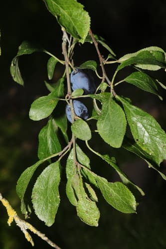 Damson Bonsai