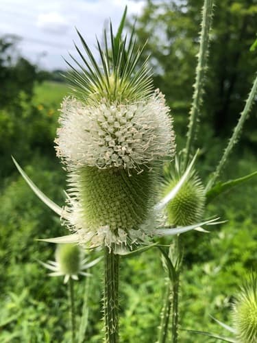 Cutleaf Teasel