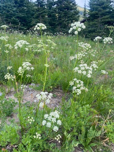 Gray's Lovage
