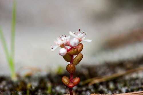 Elf Orpine
