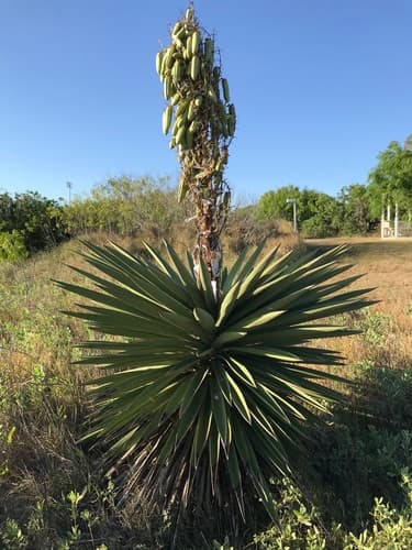 Spanish Dagger