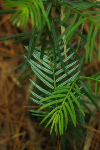 Japanese Plum-yew