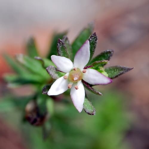 white marianth