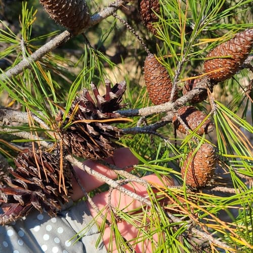 Sand Pine Bonsai