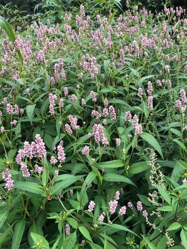 Pinkweed