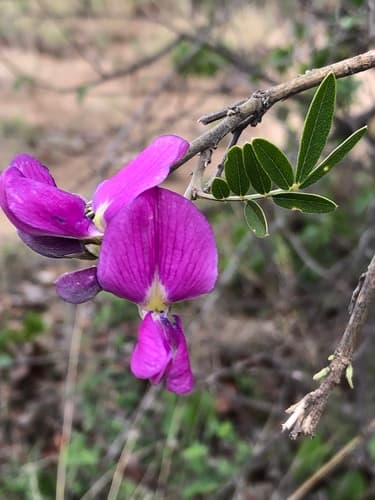 Cork Bush