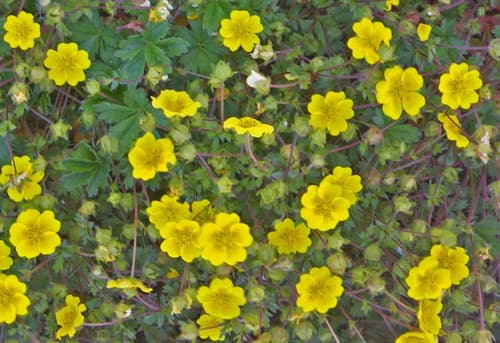 Alpine Cinquefoil