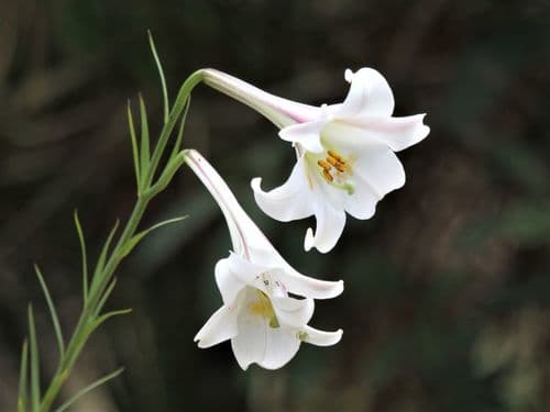 Formosa lily