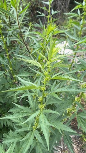 Durango Root