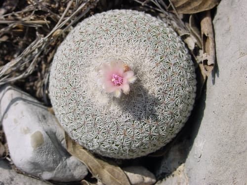 Button Cactus