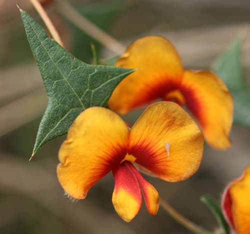Common Flat-pea