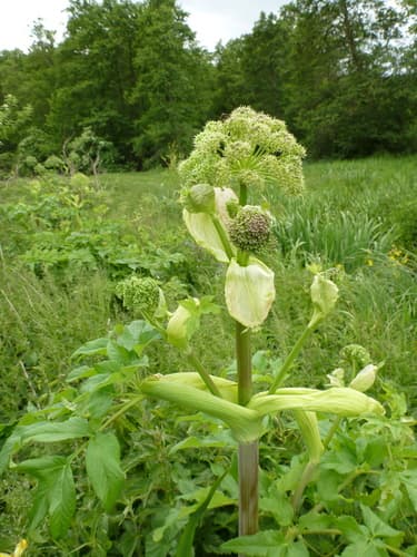 Garden Angelica