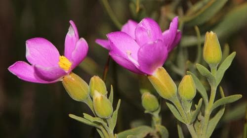 Sea Rose