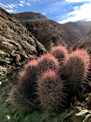 Cottontop Cactus