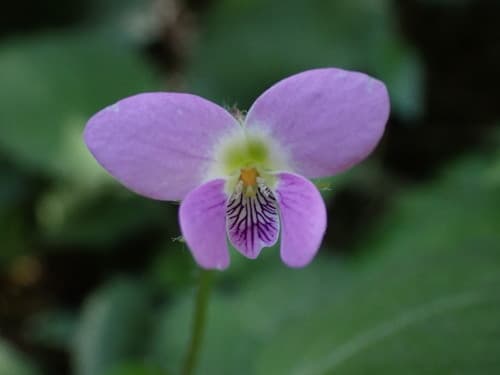 Spreading Violet