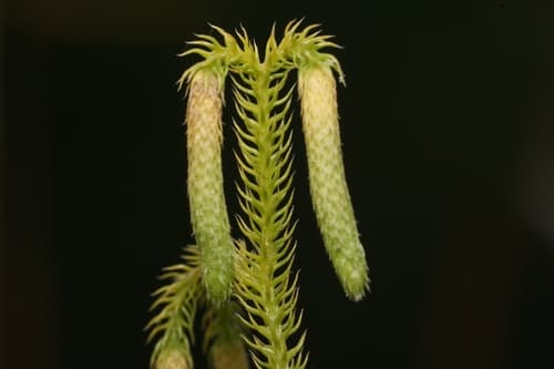 Staghorn Clubmoss