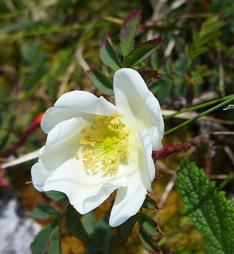 Burnet Rose Bonsai