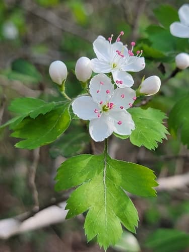 Parsley Hawthorn Bonsai