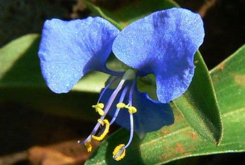 Climbing Dayflower
