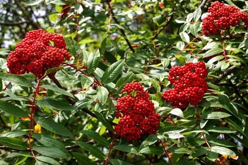 Showy Mountain-Ash Bonsai