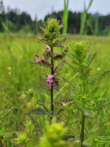 Marsh Lousewort Bonsai (Hypothetical)