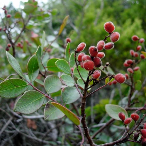 Evergreen Sumac Bonsai