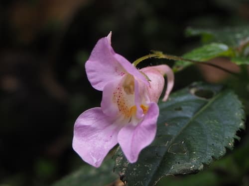 Only Colored Balsam