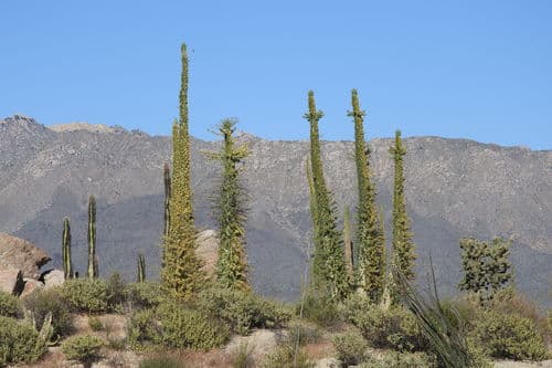 Boojum tree