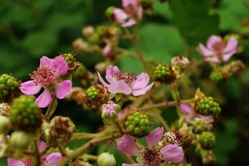 Holy Bramble