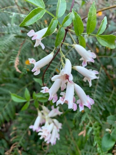 Wonga Vine
