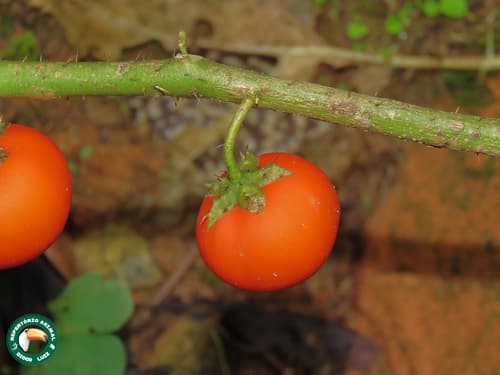 Cockroach Berry