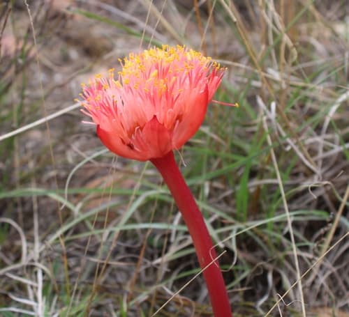 Smooth Bloodlily