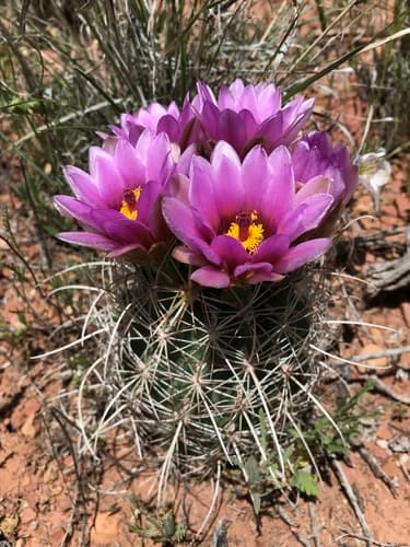 Smallflower Fishhook Cactus