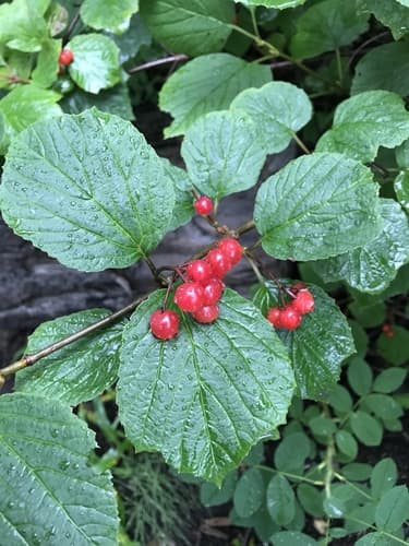 Squashberry